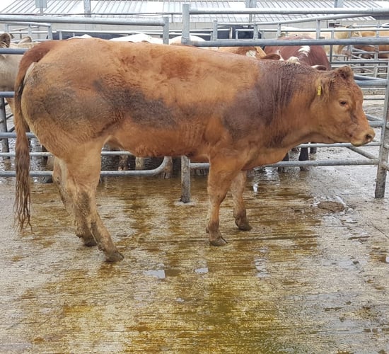 Pics and prices: 1,200 cattle at New Ross fatstock sale
