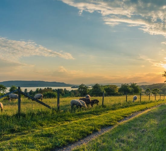 Agri-environment schemes 'main factor' in EU-funded subsidies rise