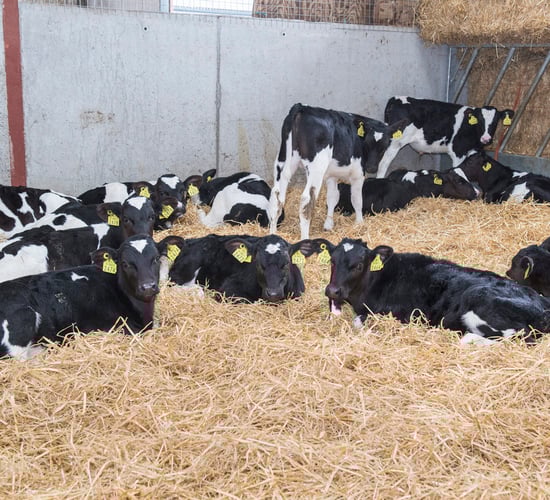 15 CalfCare events to take place throughout January
