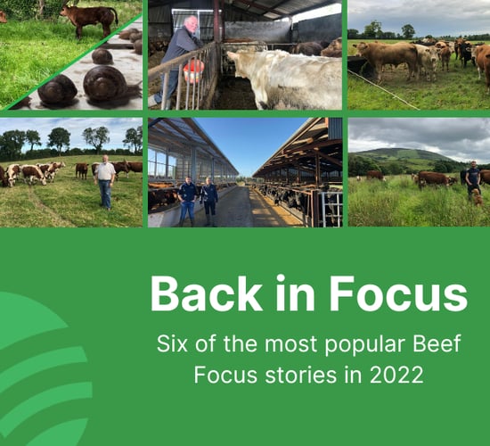Beef Focus revisit: 6 farms back in focus for Christmas