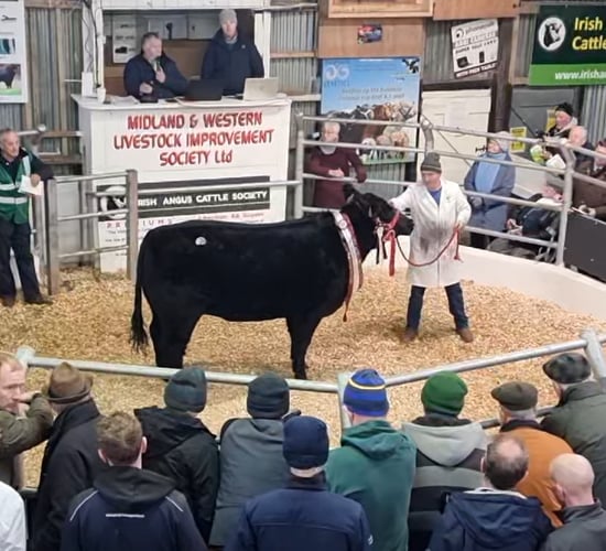Roscommon heifer takes top price of €10,000 at Angus sale in Carrick