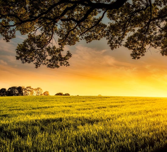 Arable land prices jump in Ireland - Eurostat