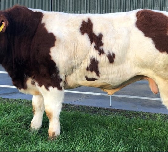 Limerick AI company buys Belgian Blue bull for €52,500
