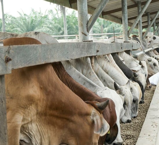 EU-Mercosur deal concerns raised ahead of polling day
