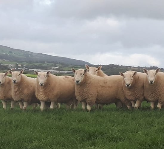 Sheep Improvement Scheme difficulties flagged
