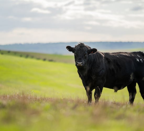 How technology is enabling livestock management