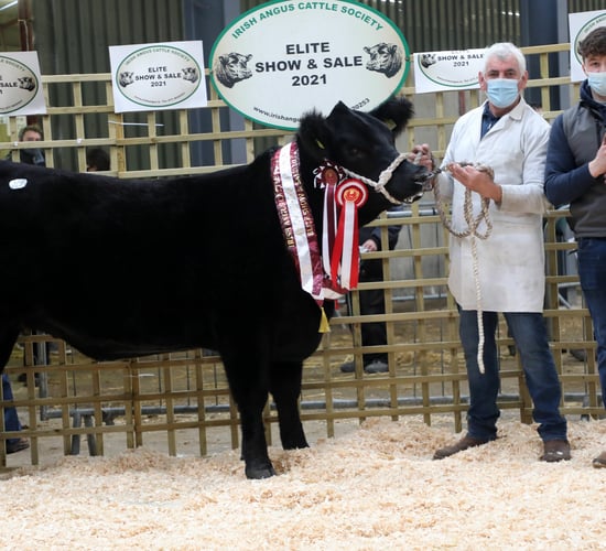 More than 100 Angus cattle to feature in Carrick sale