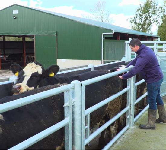 Winter Beef series: How to tell if cattle are factory fit