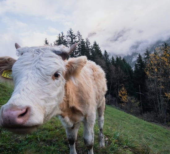 €15m emergency funding approved for farmers in 3 EU countries