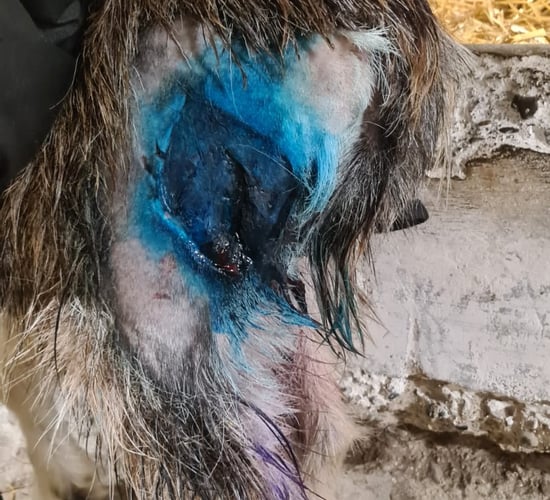 Goats from Howth herd to 'make full recovery' after dog attack