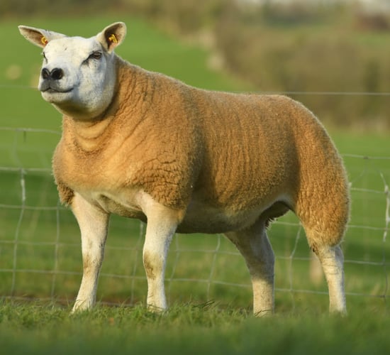 All-Star Texel sale reaches a high of €2,000