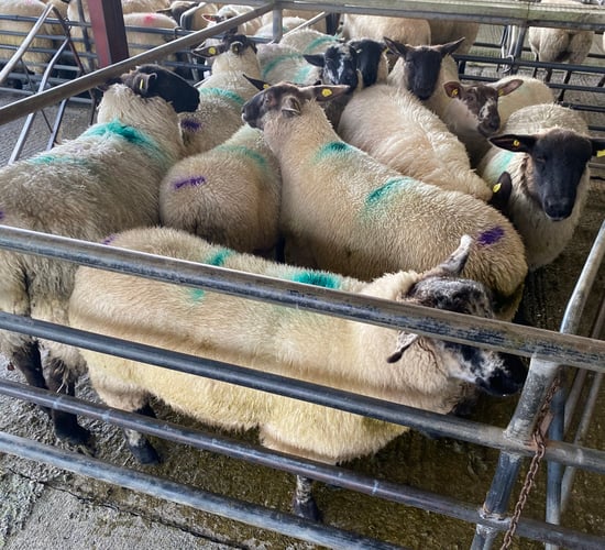 Sheep trade: Base prices for lambs 70c/kg behind this time last year