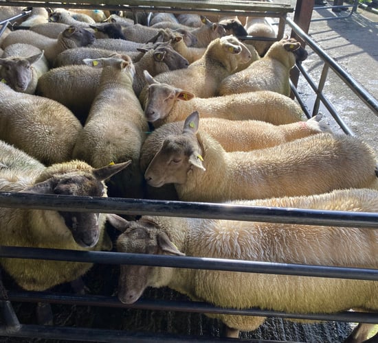 Sheep trade: Lamb prices back 5-10c/kg
