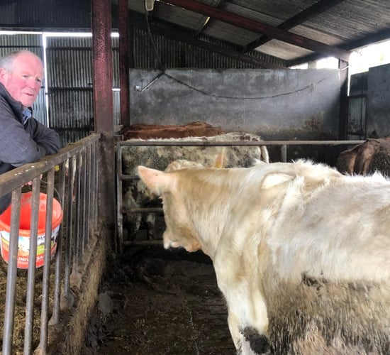 Beef Focus revisit: Suckler and sheep farming in stone wall country