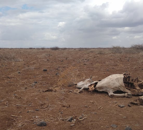 How climate change has left millions without food in northern Kenya