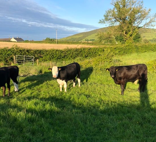 Teagasc: Emissions from beef sector 'may be overpredicted'
