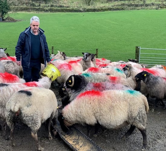 Comiskey standing down as IFA sheep chair
