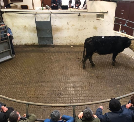 Livestock auctioneer sought for 3 marts in Munster