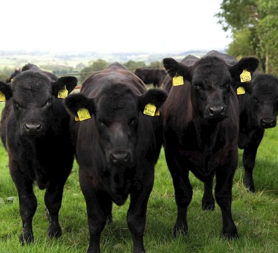 2025 Certified Irish Angus Schools' Competition finalists announced