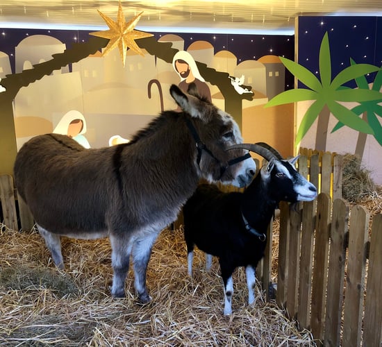 Opinion: Live Animal Crib makes its mark this Christmas