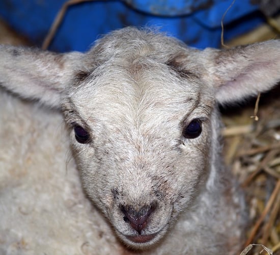 Live animal crib returns to Co. Wexford this weekend