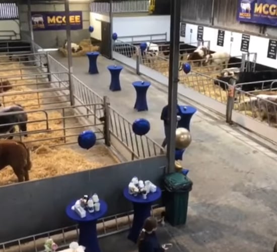 McGee sale: Top price of €52,500 for January-born bull calf