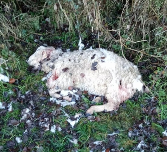 Graphic pics: Serious dog attack leaves sheep dead and missing in Kildare
