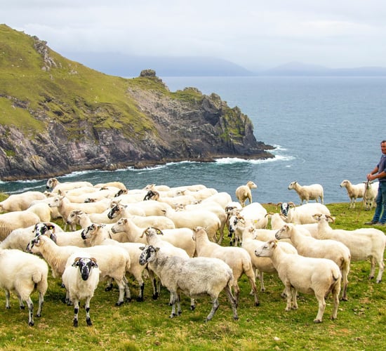 Short films showcase climate action project with Kerry farmers