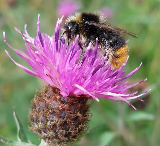 How can farmers help our pollinators?