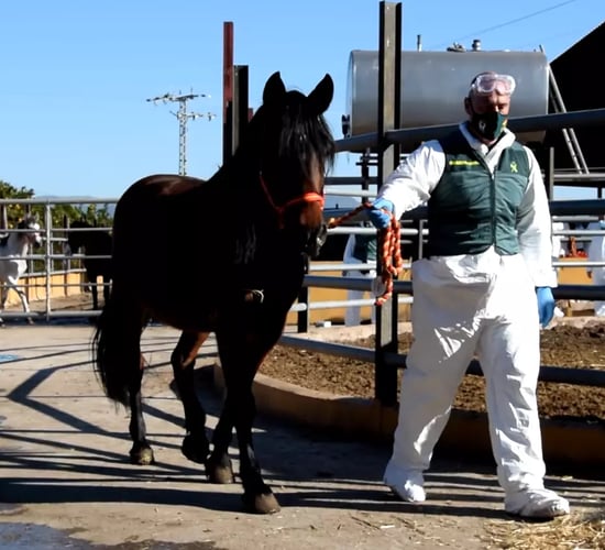 Arrests in Spain after €1.5m generated in illegal horsemeat sale