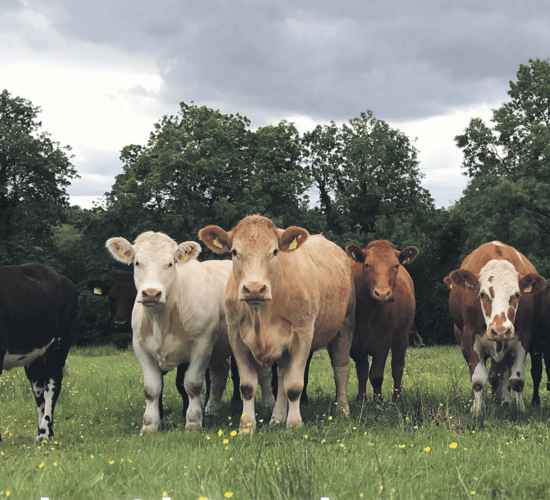 Reminder: Teagasc National Beef Conference this evening