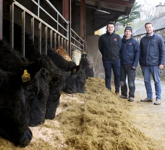 ‘Horizon’ dairy beef project continues to build momentum