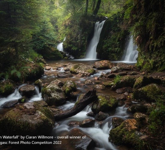 Dublin winner of Teagasc forest photo competition