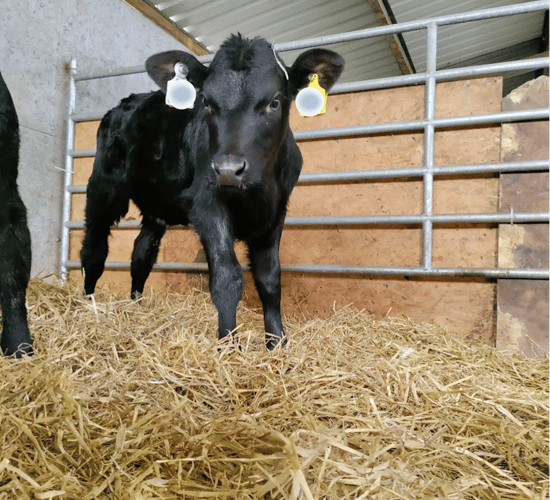 Calf gut development in the first weeks of life