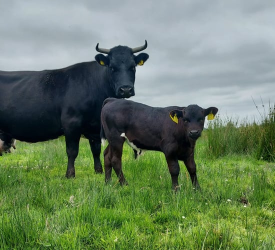 Gardaí investigate cattle robbery in Cork