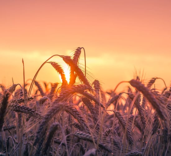 Ag-tech and sustainability trends forecast to accelerate in 2023