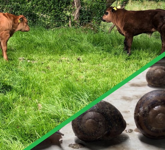 Beef Focus Revisit: Snail farming and breeding E-grade weanlings in Cavan