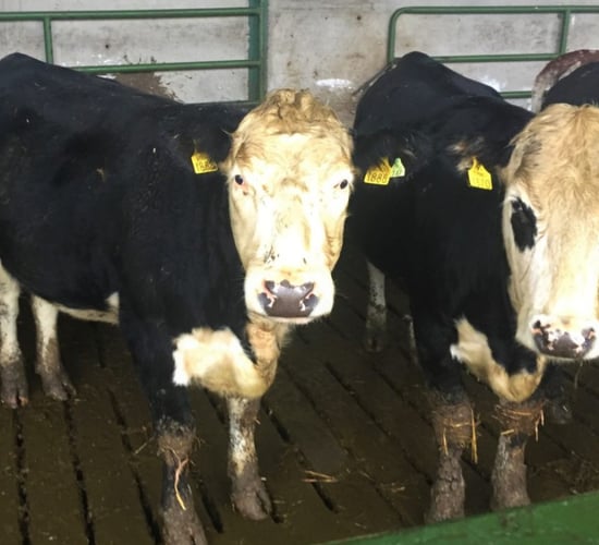 Winter Beef series: Advice on parasite treatment in cattle