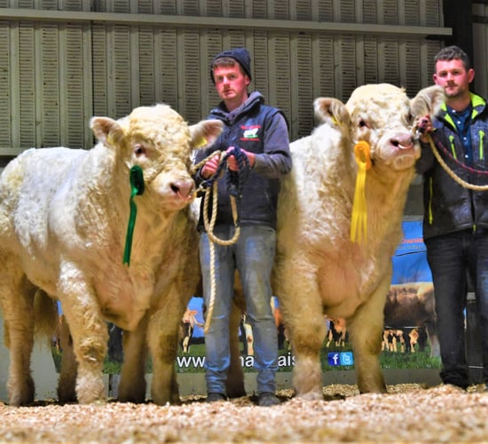 Mayo brothers secure €26,000 for 3 bulls at Christmas Cracker sale