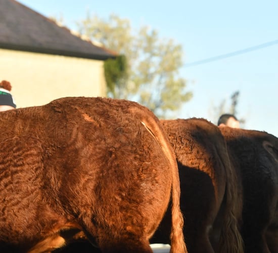 Champion bull takes top price at Athenry Limousin show and sale