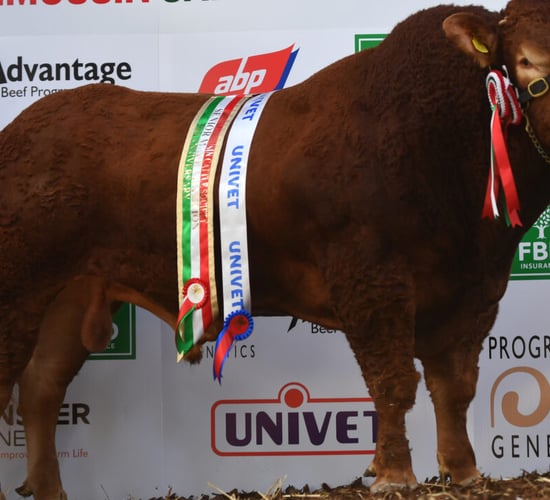 Over 30 bulls catalogued for Athenry Limousin show and sale