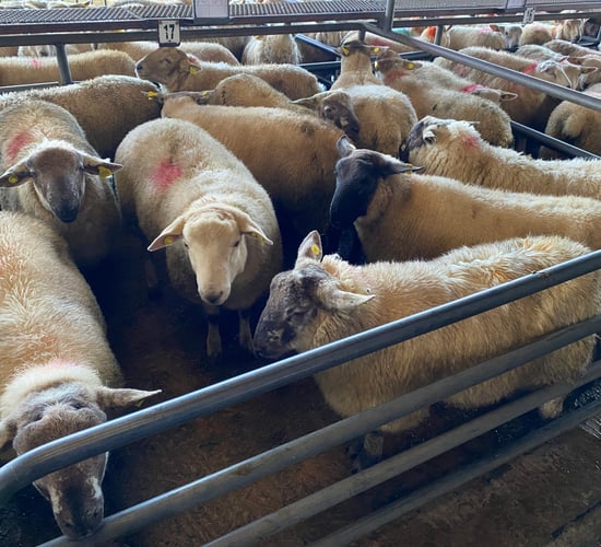 Sheep trade: Lamb prices going in the wrong direction