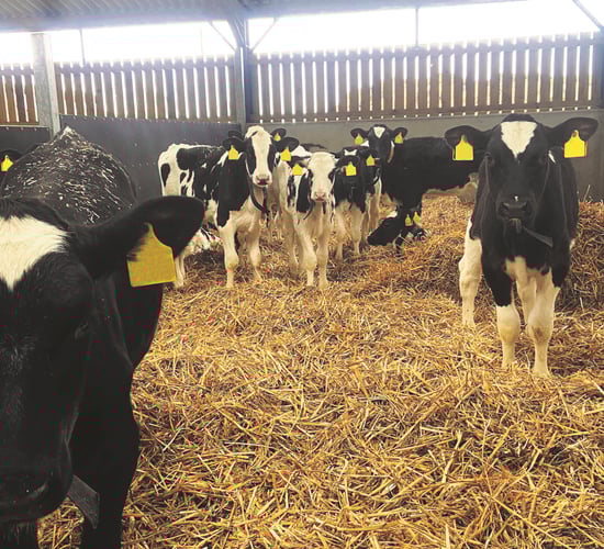Changes combatting calf cryptosporidium outbreaks