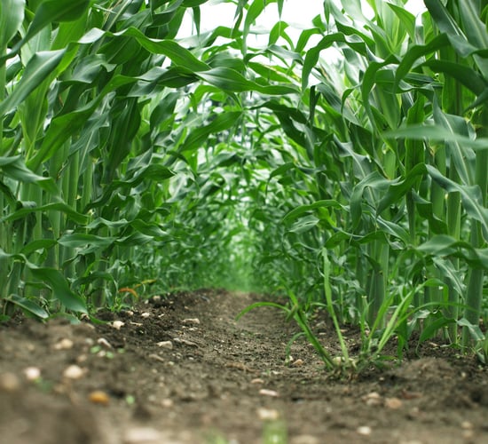 GMOs authorised for food and animal feed use