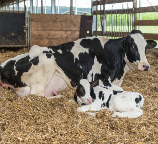 Continuous health monitoring sets calves up right