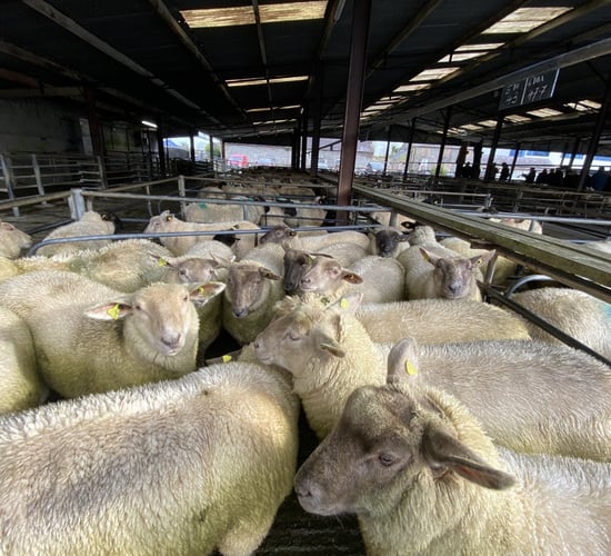 Lamb prices steady at marts with the weather disrupting normal service
