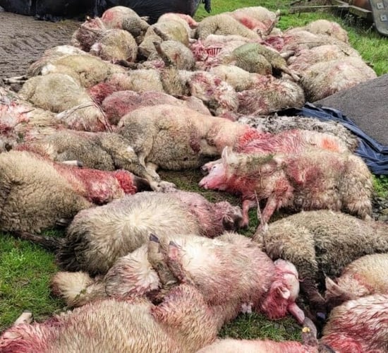 Graphic: Dog attack leaves 48 lambs dead in Offaly