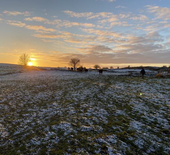 Cold snap with temperatures below freezing next week
