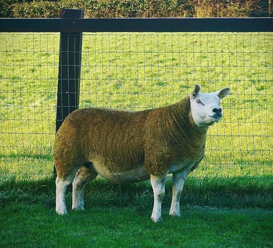 North East Texel Twilight sale set for this Thursday