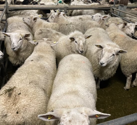 Sheep trade: Lamb prices unchanged